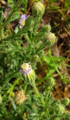 Vittadinia