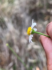 Brachyscome basaltica