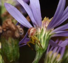 Misumena vatia