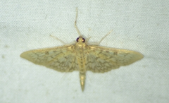 Herpetogramma pertextalis