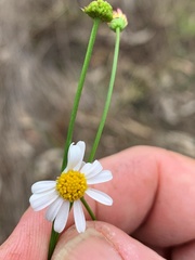 Brachyscome basaltica