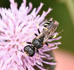 Crabroninae