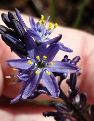 Caesia calliantha