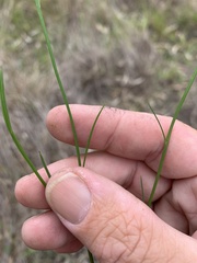 Brachyscome basaltica