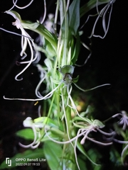 Habenaria quinqueseta