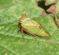 Stictocephala basalis