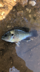 Lepomis cyanellus