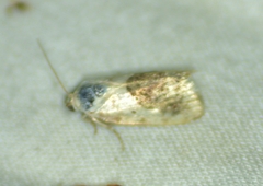 Ponometia erastrioides