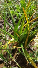 Caesia calliantha