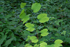 Bauhinia variegata