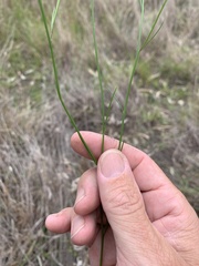 Brachyscome basaltica