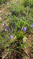 Caesia calliantha