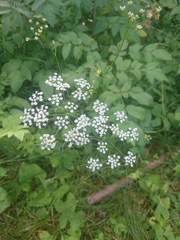 Pimpinella saxifraga