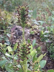 Platanthera cristata