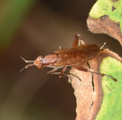Sciomyzidae