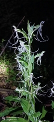Habenaria quinqueseta