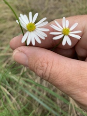 Brachyscome basaltica