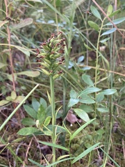Platanthera cristata