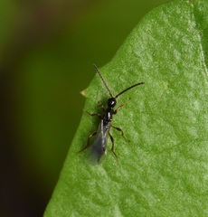 Proctotrupidae
