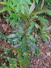 Machilus japonica