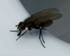 Eriothrix rufomaculata