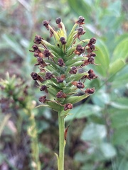 Platanthera cristata