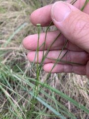 Brachyscome basaltica