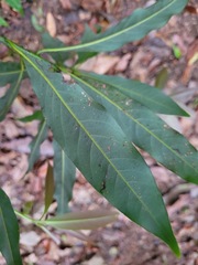 Machilus japonica