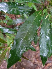 Machilus japonica