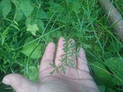 Pimpinella saxifraga
