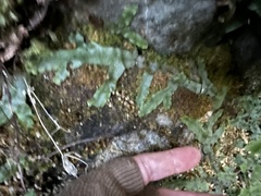 Conocephalum conicum