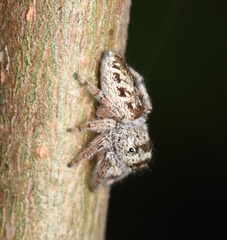 Eris militaris