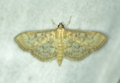 Herpetogramma pertextalis