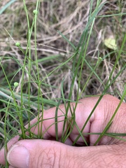 Brachyscome basaltica