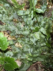 Conocephalum conicum