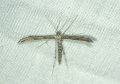 Hellinsia inquinatus