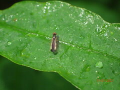 Cordilura