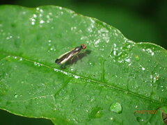Cordilura