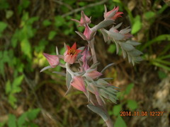 Echeveria grisea