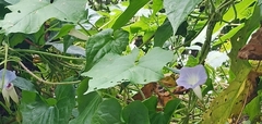 Ipomoea nil