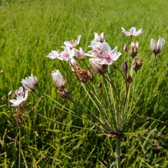 Butomus umbellatus