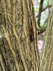 Dolichomitus irritator