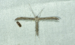 Hellinsia inquinatus