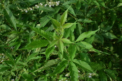 Vitex negundo cannabifolia