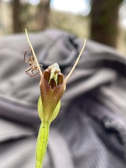 Pterostylis oblonga