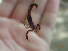 Vaejovis carolinianus