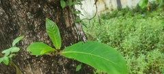Terminalia catappa