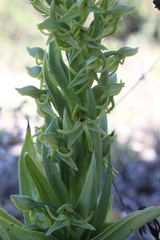 Habenaria subauriculata