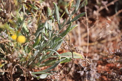 Leiocarpa semicalva semicalva