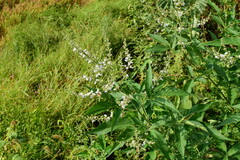 Vitex negundo cannabifolia